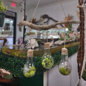 Beautiful Air Plant Hanger with Driftwood & Light Bulb Design/ Live Air Plants/ Moss / Twine /Garden Decor / Home Decor/ Organic / Hand Made