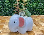 Cute Elephant Succulent Kit Kids DIY Project Live Plants Planter Pot Garden Ceramic Arrangement Easy Low Maintenance
