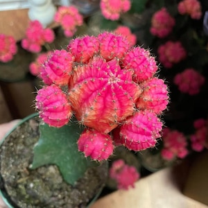 Pink Moon Cactus | Succulents | Live Plants | Plant | Garden | Low Maintenance | Easy | Colorful | Grafted Cactus