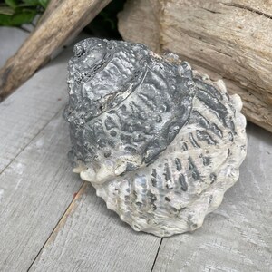 May include: A large, gray and white seashell with a textured surface. The shell has a spiral shape and is partially open.