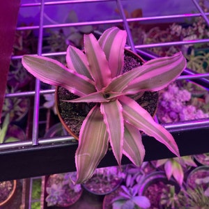 May include: A pink and green striped bromeliad plant in a brown pot. The plant is growing in a greenhouse setting.