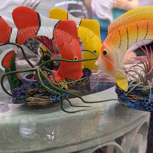 Tropical Fish With Live Air Plant / Unique Decor / Patio / Indoor / Outdoor / Gift / Easy Plant / Airplants / Clown Fish