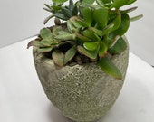Planter succulent pot flower pot vase plant container ceramic plant pot sea foam planter nautical green wash barnacle rustic plant kit