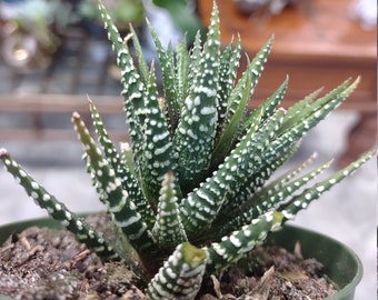 Haworthia 2" Pot | Live Plants | Zebra | Easy Plant | Low Maintenance | Potted Plants | Garden | Indoor | Cactus | Aloe