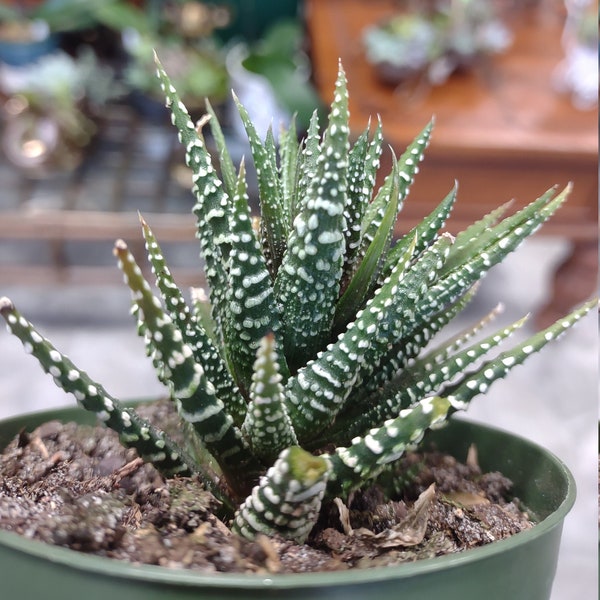 Haworthia 2" Pot | Live Plants | Zebra | Easy Plant | Low Maintenance | Potted Plants | Garden | Indoor | Cactus | Aloe