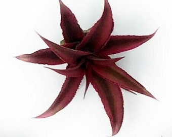 Burgundy Cryptanthus | Earth Stars | Bromeliad | Succulents | Live Plants | Garden | Bloom | Burgandy | Red | Indoor or Outdoor