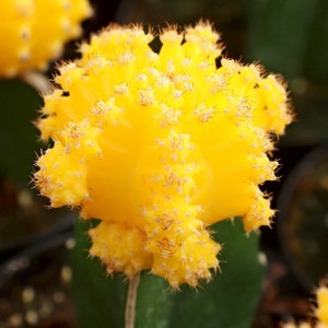 May include: A close-up of a yellow cactus with small, spiky hairs. The cactus is in bloom and has a bright yellow color.