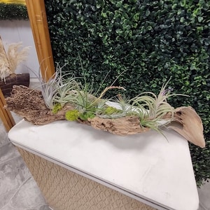 Beautiful Driftwood w/Live Air Plants / Spring Summer/ Easy Low Maintenance Arrangement / Indoor Plants/ Organic/ Natural /Father&#39;s Day Gift