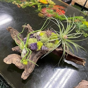Beautiful Driftwood w/Live Air Plants / Spring Summer/ Easy Low Maintenance Arrangement / Indoor Plants / Organic / Natural / Home Decor