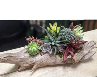 Beautiful Driftwood w/Live Succulent Mixture / Spring Summer/ Easy Low Maintenance Arrangement / Indoor Plants / Multiple Sizes Available