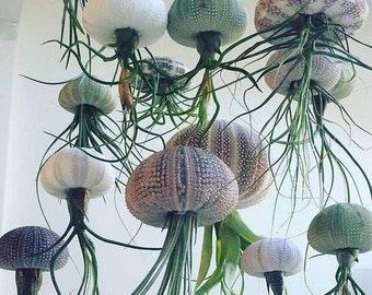 Sea Urchin Air plant/ live house plant or outdoor/ office gift/ w/care instructions/ home decor/ desk accessory / easy plant / jellyfish