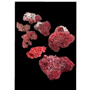Red Coral Tubipora Musica Variety of Sizes Available/Home decor/Desk accessory/Unique/Nautical/Sea/Ocean/Aquarium/Fish Tank/Florida/Beach
