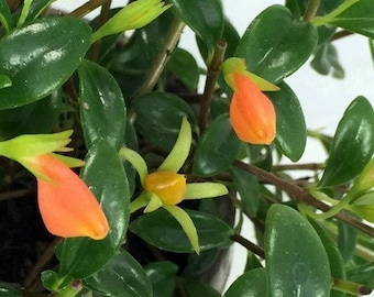 Beautiful Live Goldfish Plant in Multiple Sizes with Free Shipping/Orange Fish Shaped Flower Blooms in Spring Summer Fall/Trailing Plant