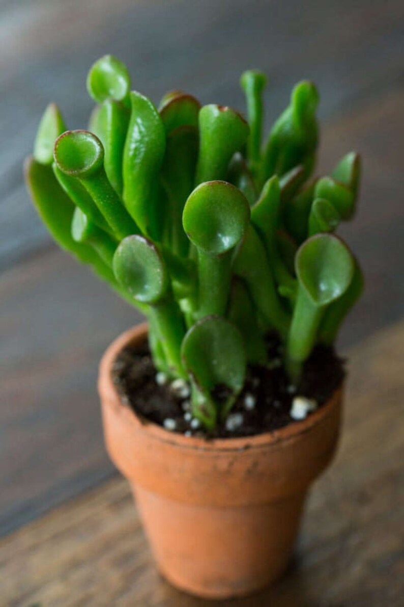 Ogre Ears Jade 2 Pot Live Plants Easy Plant Low Etsy