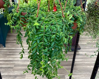 Beautiful Live Lipstick Plant in Multiple Sizes/ Red Flower Blooms in Spring Summer Fall/Easy Care/ Trailing Plants/ Indoor / Indirect Light