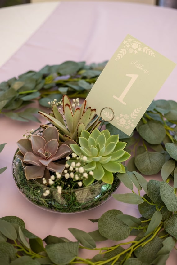 Succulent Wedding Centerpiece live Plants elegant Table Party