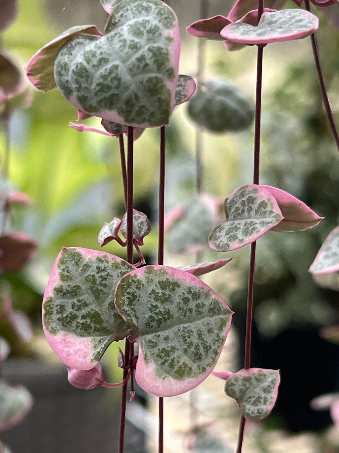 String Of Hearts Blute