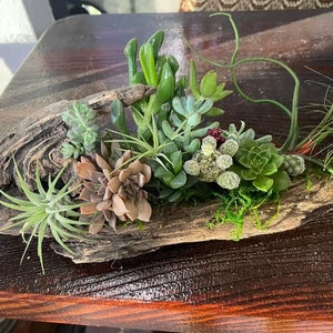 Beautiful Driftwood w/Live Succulent & Air Plant Mixture/ Spring Summer/ Easy Low Maintenance Arrangement/ Indoor Plants / Father&#39;s Day Gift