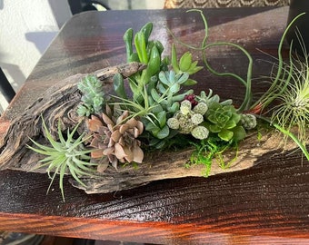 Hermosa mezcla de madera flotante con plantas suculentas vivas y plantas aéreas/Arreglo de primavera y verano de fácil mantenimiento/Plantas de interior/Regalo para el Día del Padre