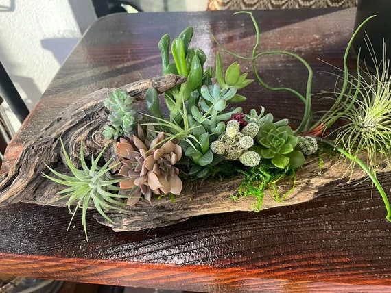 Air Plant Arrangement Air Plant Arrangement