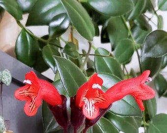 Beautiful Live Lipstick Plant in Multiple Sizes with Free Shipping/Red Flower Blooms in Spring Summer Fall/Trailing Lipstick