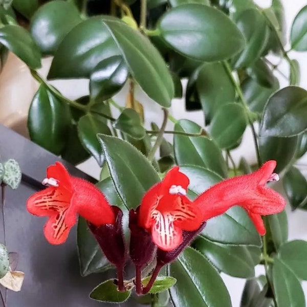 Beautiful Live Lipstick Plant in Multiple Sizes with Free Shipping/Red Flower Blooms in Spring Summer Fall/Trailing Lipstick