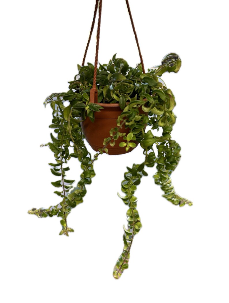 Curly Lipstick Plant - Thumbnail 2