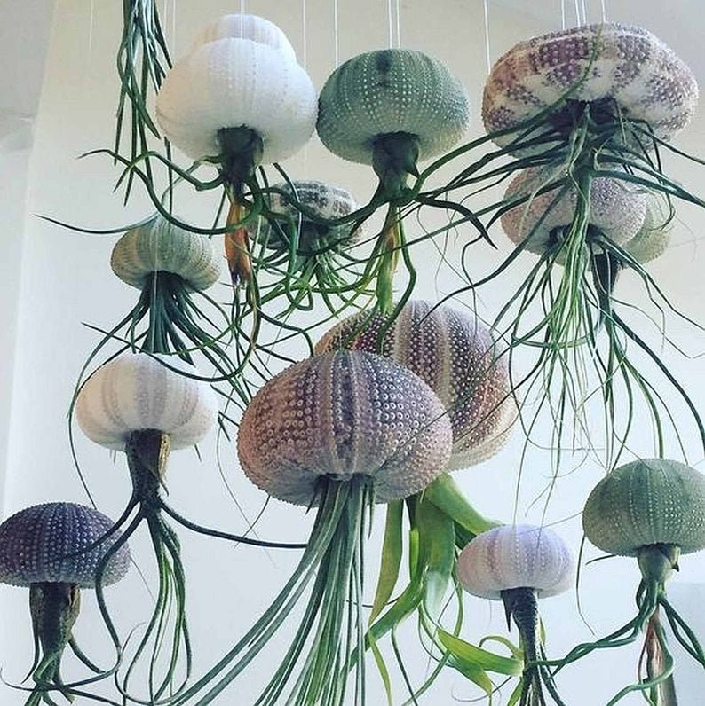 Sea Urchin Air plant/ live house plant or outdoor/ office gift/ w/care instructions/ home decor/ desk accessory / easy plant / jellyfish