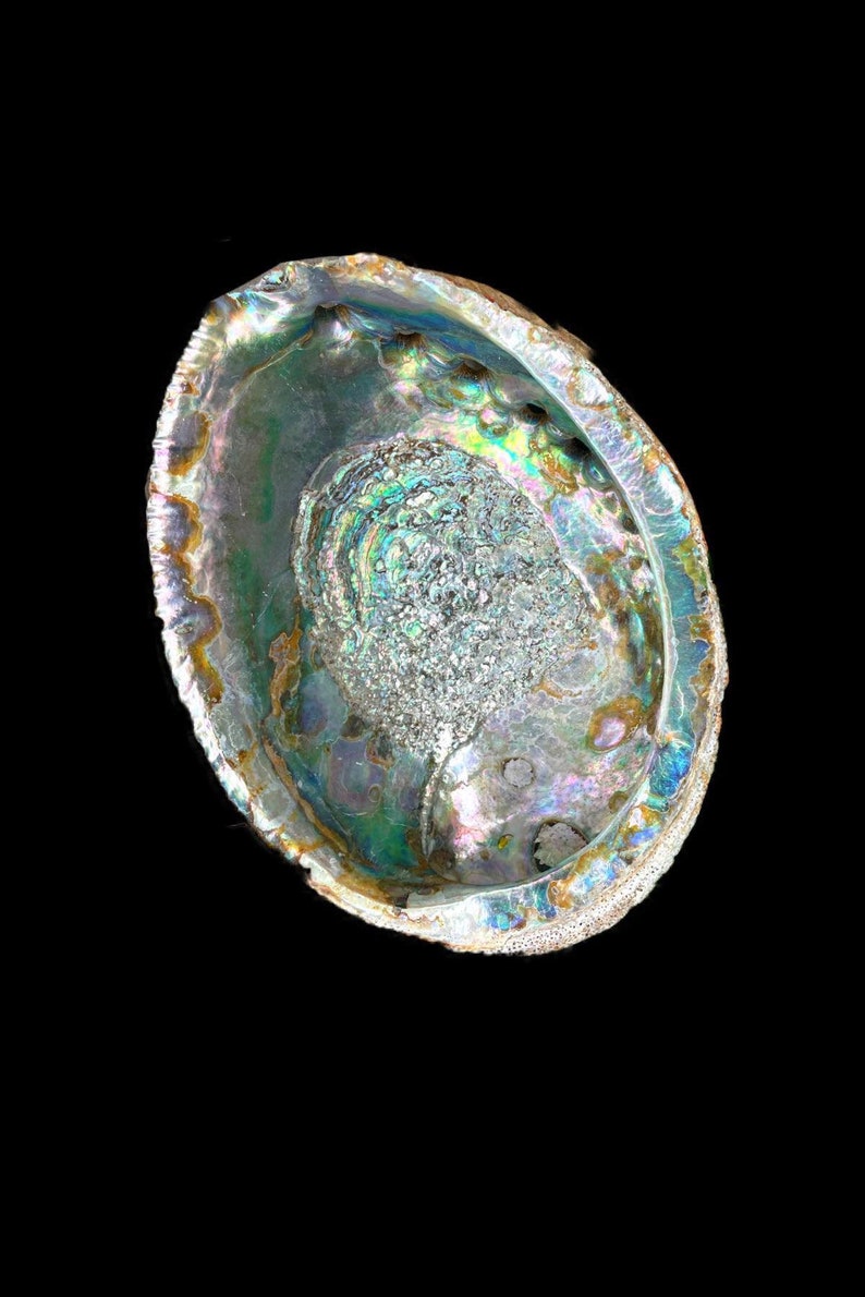 Amazing Natural Abalone 7 Inches X 5 Inches/home Decor/desk Accessory ...
