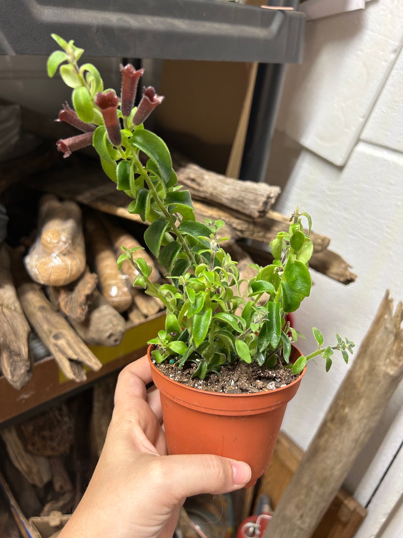Curly Lipstick Plant - Thumbnail 3