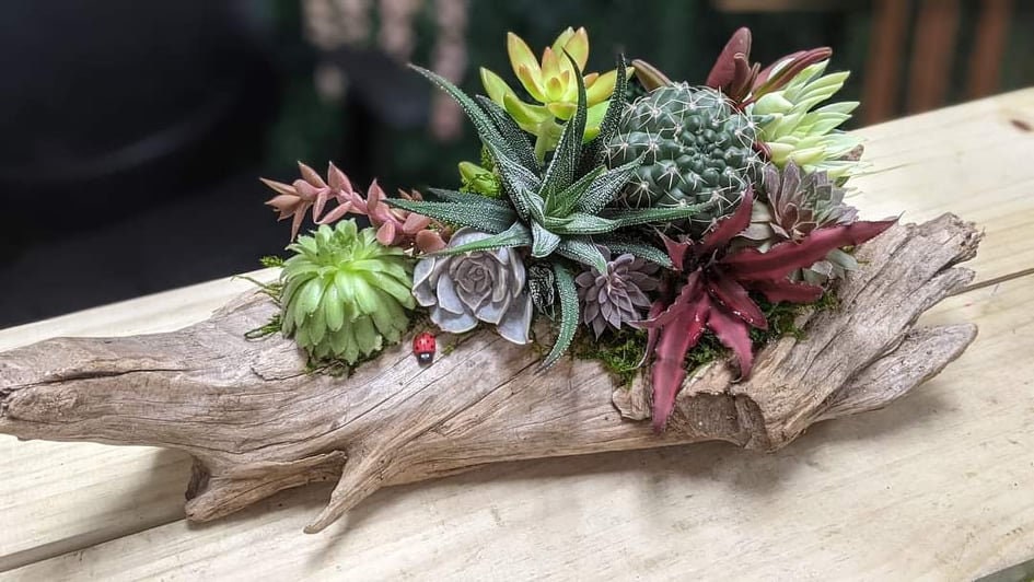 snake plant picture Snake Plant Zeylanica - Medium (16-17