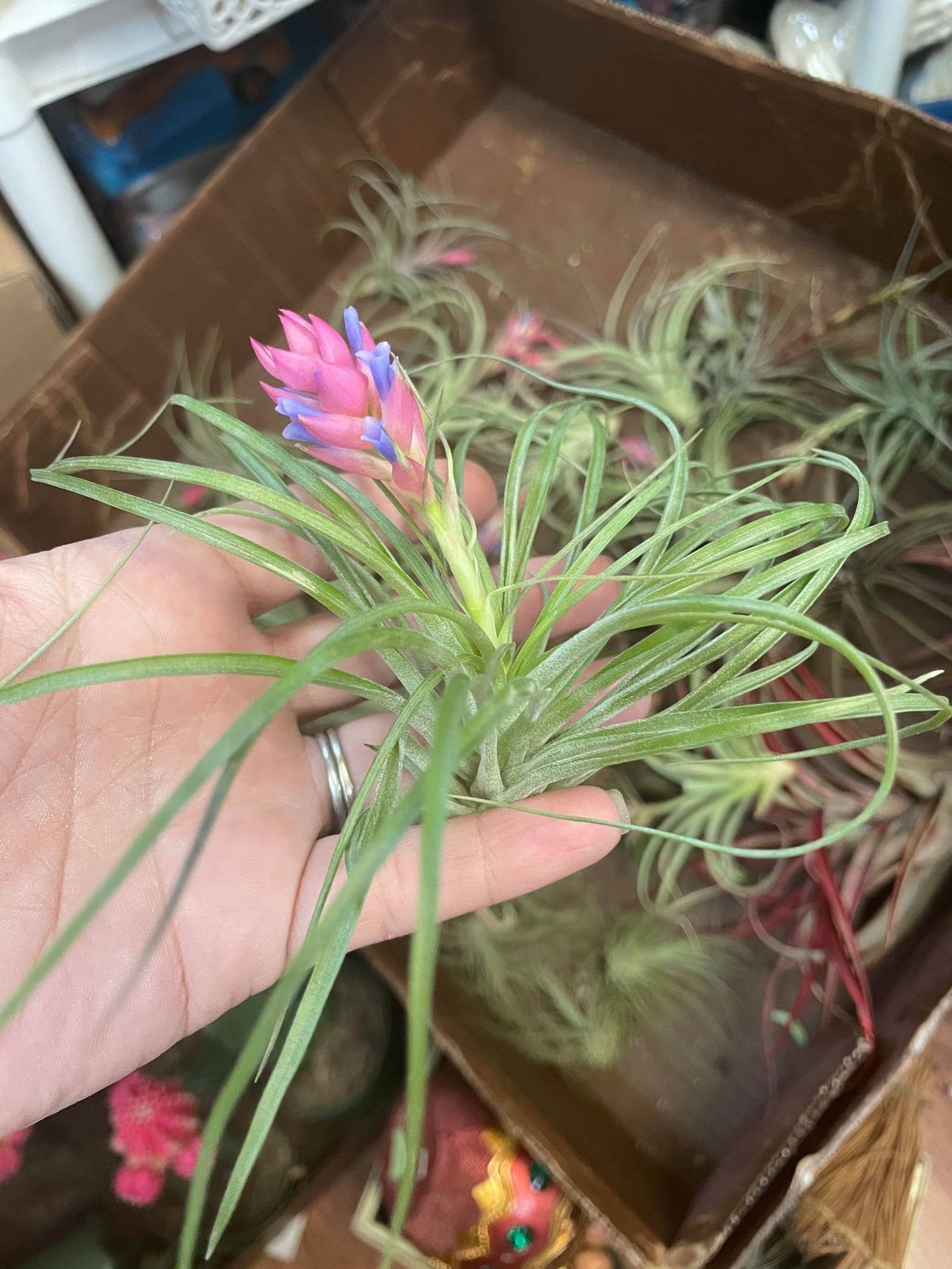 Stricta Airplant tillandsia / house plant/ office gift/ w/care instructions/ home decor/ desk  accessory, bright purple blooms, pink