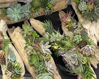 Beautiful Driftwood w/Live Succulent Mixture / Event Centerpiece / Easy Low Maintenance Arrangement / Live Plants / Multiple Sizes Available