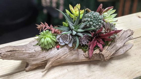 cheap succulents bulk Bulk Succulent Plants  Watters Garden Center