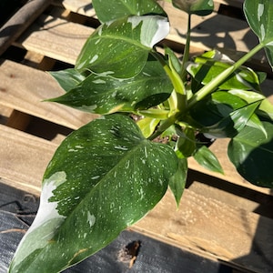 Beautiful Live RARE White Wizard Philodendron Plant in 6 Inch Pot / Easy Care / Indoor / Indirect Light