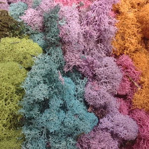 May include: A close-up of a variety of preserved reindeer moss in different colors, including green, blue, pink, and orange.