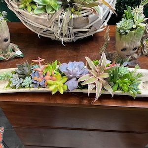 Beautiful Driftwood w/Live Succulent Mixture / Spring Summer/ Easy Low Maintenance Arrangement / Indoor Plants/ multiple sizes available