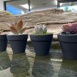 May include: Four small black pots with different succulents planted in them. The succulents are a variety of colors and shapes.