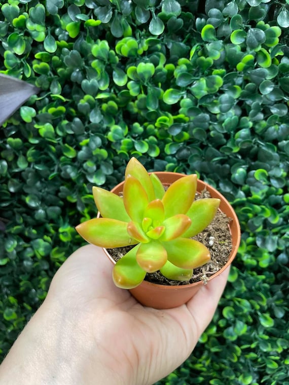 Sedum Firestorm Succulent 2" Pot | Live Plants | Easy Plant Potted | Low  Maintenance | Garden | Green | Orange | Red | Drought Resistant - Etsy