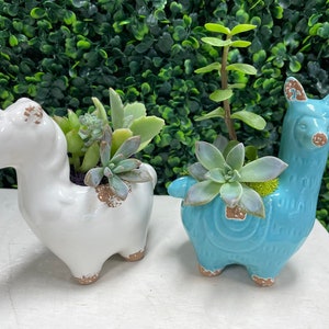 Cutie Planters / Teal Llama or White Unicorn / DIY Planting Succulent kit/arrangement/ animal /easy plants/ office gift / Fun DIY/Kids Craft