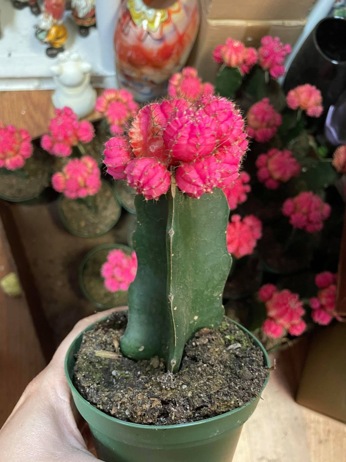 Pink Moon Cactus Succulents Live Plants Plant Garden Etsy