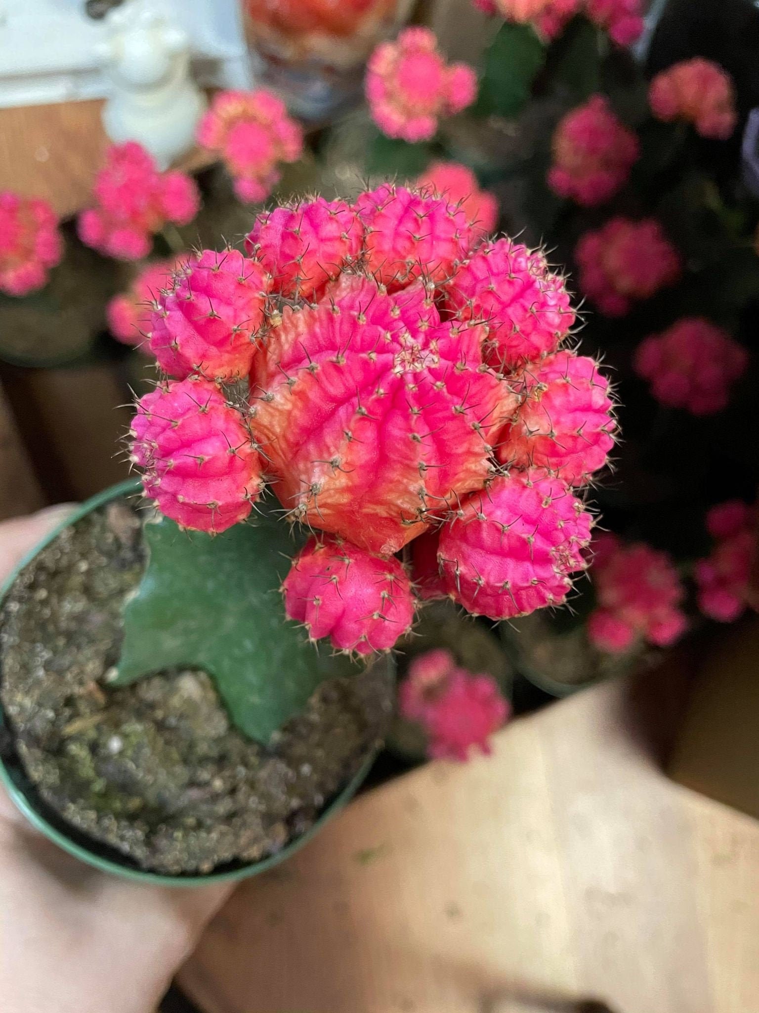 Pink Moon Cactus Succulents Live Plants Plant Garden Etsy