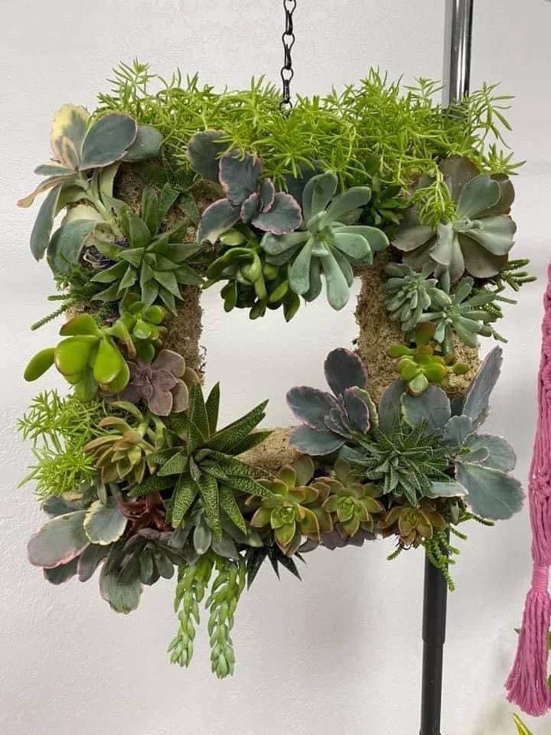 Large Sphagnum Moss Wreath With or Without Live Succulents & Air Plants