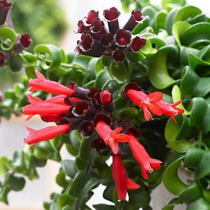 Beautiful Live CURLY Lipstick Plant in Multiple Sizes/ Red Flower Blooms in Spring Summer Fall/Easy Care/ Trailing Plants/ Indoor