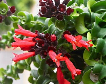 Beautiful Live CURLY Lipstick Plant in Multiple Sizes/ Red Flower Blooms in Spring Summer Fall/Easy Care/ Trailing Plants/ Indoor