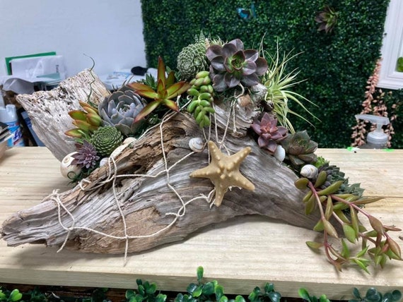 Birch Log Centerpiece with Air Plants and Succulents - Sand and Sisal