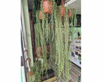 Beautiful Live EXTRA LONG Strings of Tears & Bananas Succulent / Available in Multiple Sizes / Indoor or Outdoor / Trailing Plants / Hanging