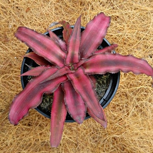 May include: A vibrant pink and green bromeliad plant with long, pointed leaves in a black pot. The plant is sitting on a brown, straw-like surface.