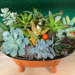 Miniature Bathtub W Succulent Kit/ Clawfoot Tub/ Mustard Yellow/ Burnt Orange/ Metal/ Succulents/ Cactus/ Aloe