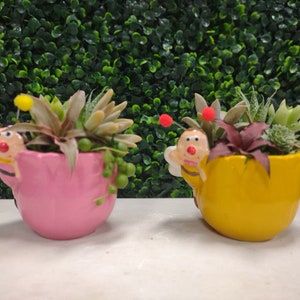 May include: Two small succulent plants in bee-shaped pots. The pot on the left is pink and the pot on the right is yellow.